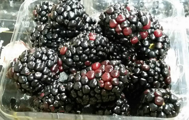 RED CELL / POORLY COLORED (Blackberries only)