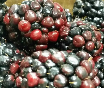 RED CELL / POORLY COLORED (Blackberries only)