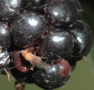 INSECT DAMAGE / PRESENCE OF LIVE INSECTS
